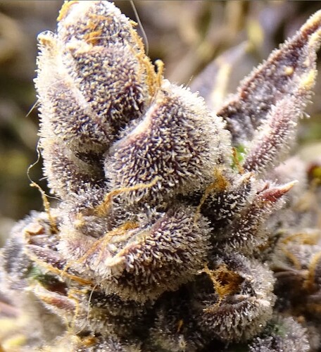 Growreport Bild 2