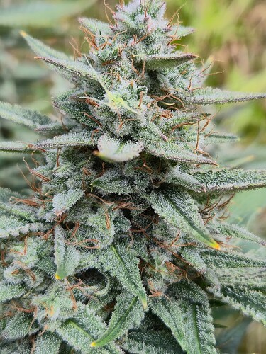 Growreport Bild 12