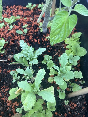 Growreport Bild 45
