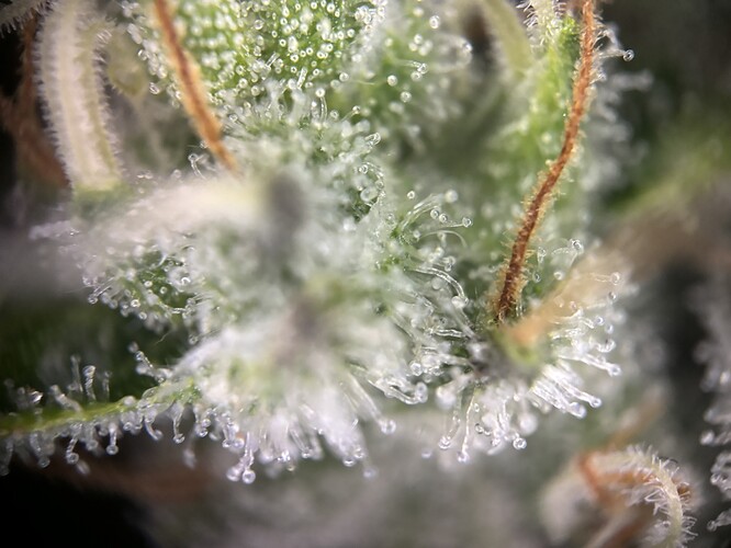 Growreport Bild 28