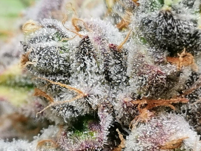 Growreport Bild 12