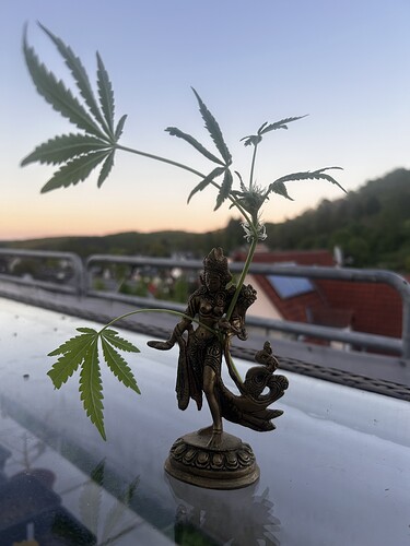 Growreport Bild 45