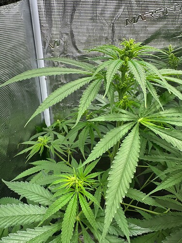 Growreport Bild 3
