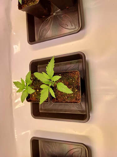 Growreport Bild 6