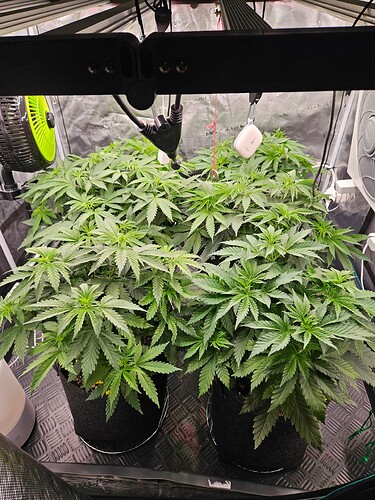 Growreport Bild 8