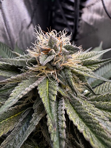 Growreport Bild 5