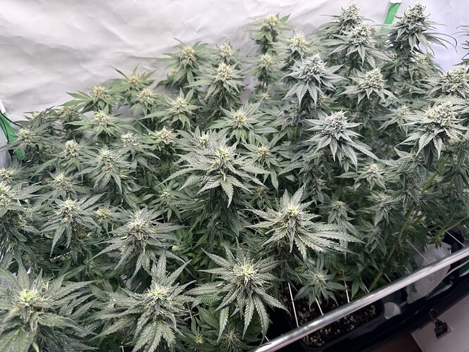 Growreport Bild 5