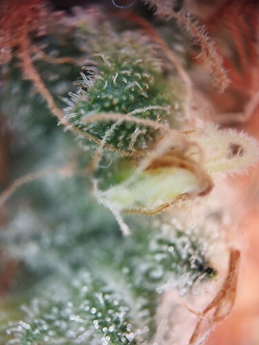 Growreport Bild 45