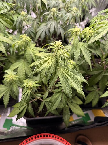 Growreport Bild 2