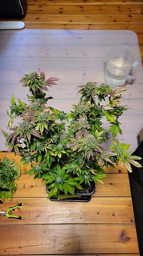 Growreport Bild 3