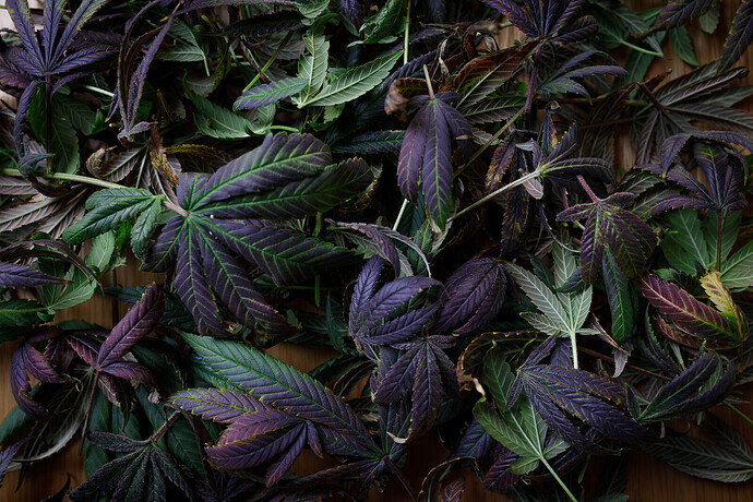 Growreport Bild 5