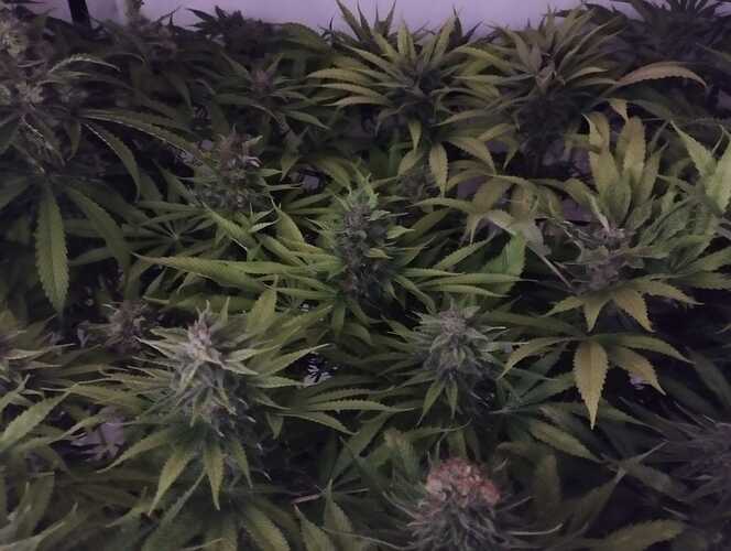 Growreport Bild 15