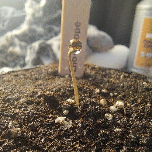 Growreport Bild 1