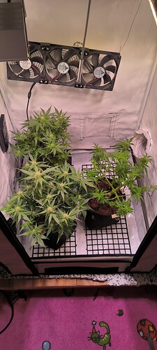 Growreport Bild 9