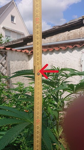 Growreport Bild 61