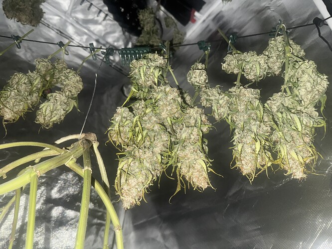 Growreport Bild 20