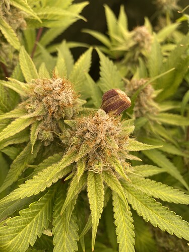Growreport Bild 4