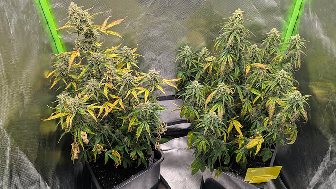 Growreport Bild 5