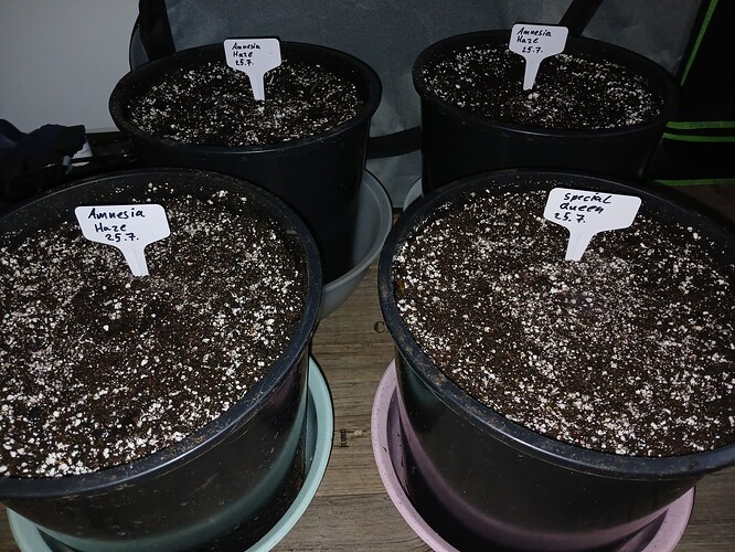 Growreport Bild 1