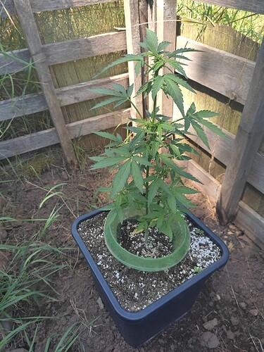 Growreport Bild 6