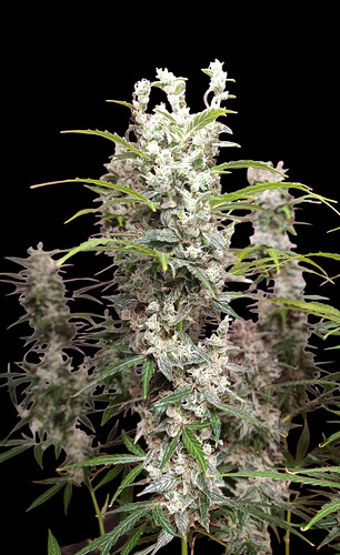 Growreport Bild 5