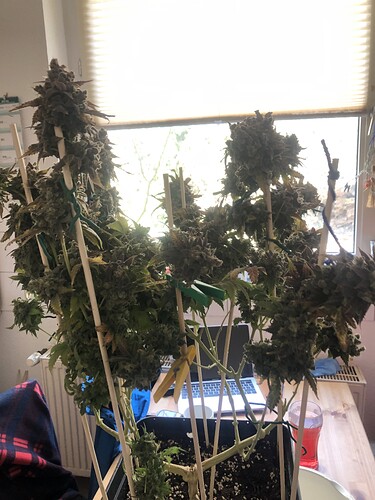 Growreport Bild 3