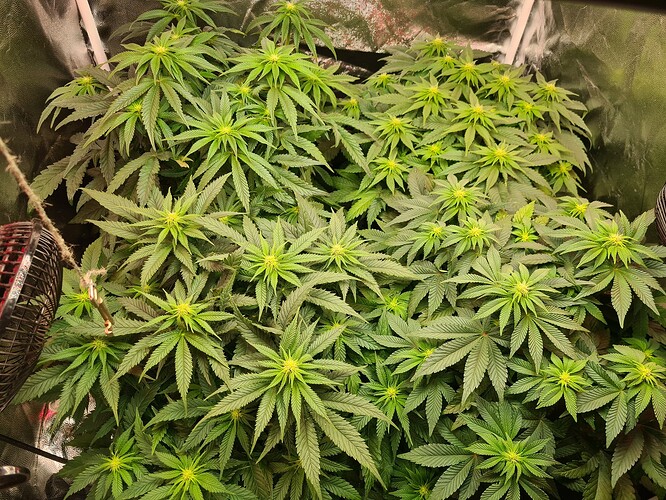 Growreport Bild 1