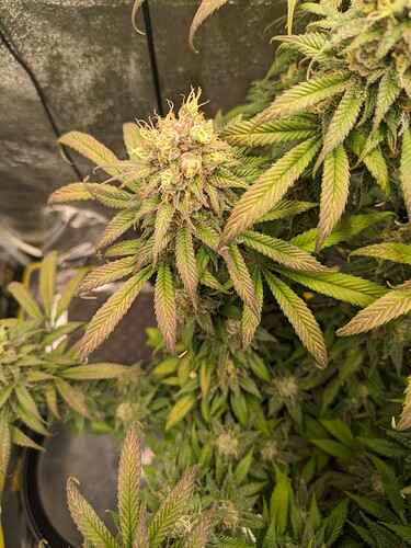 PXL_20240224_090529308