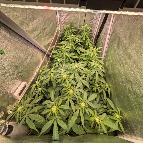 Growreport Bild 1