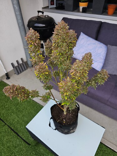 Growreport Bild 3