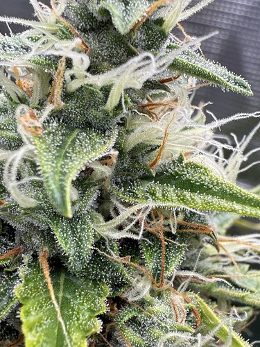 Growreport Bild 6