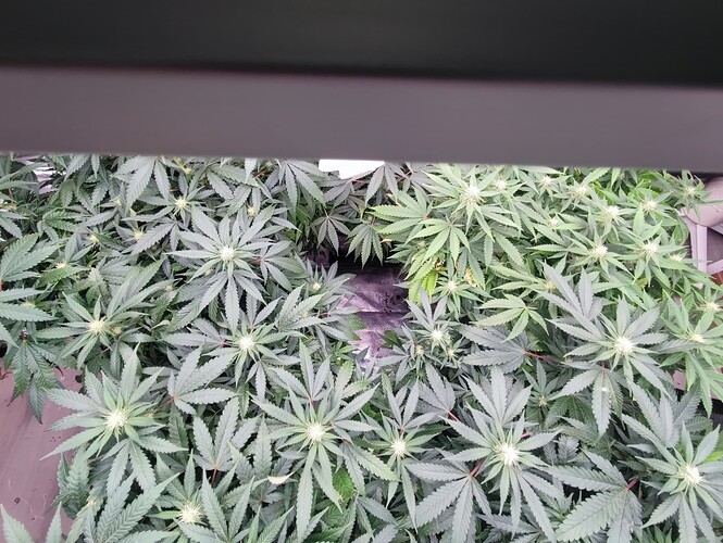 Growreport Bild 35
