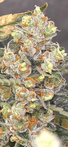 Growreport Bild 5