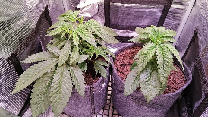 Growreport Bild 8