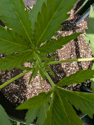 PXL_20250625_124441276