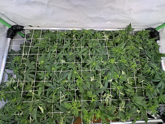 Growreport Bild 8