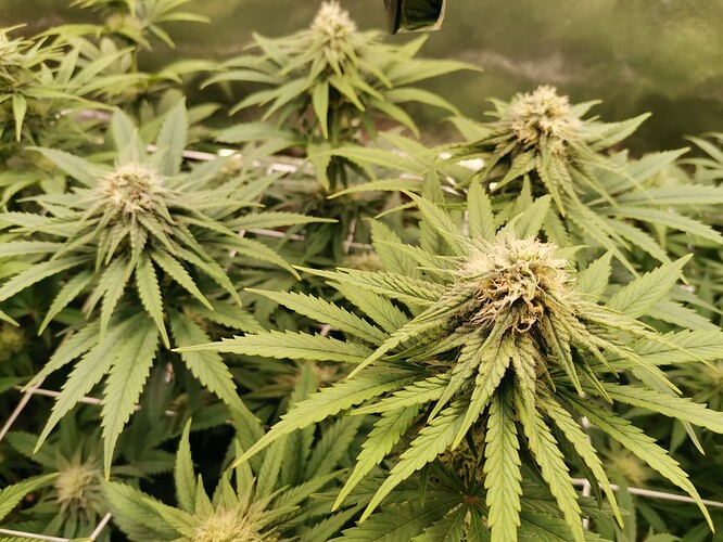 Growreport Bild 9