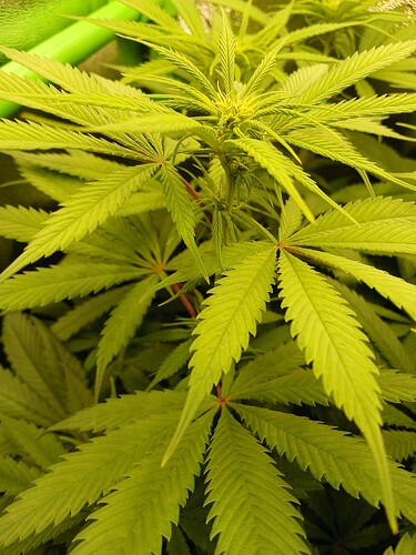 Growreport Bild 5