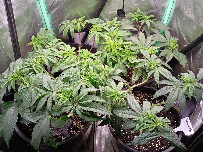 Growreport Bild 20