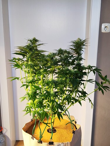 Growreport Bild 6