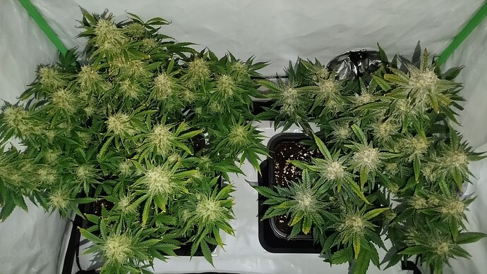 Zwei Cannabis-Pflanzen in einem Growzelt unter Blitzlicht, links Bruce Banner und rechts Mandarine XL.