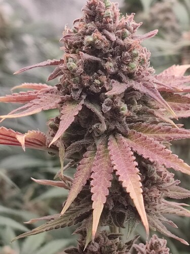 Growreport Bild 53