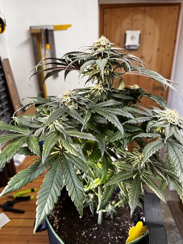 Growreport Bild 2