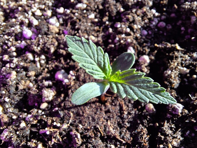 Growreport Bild 2