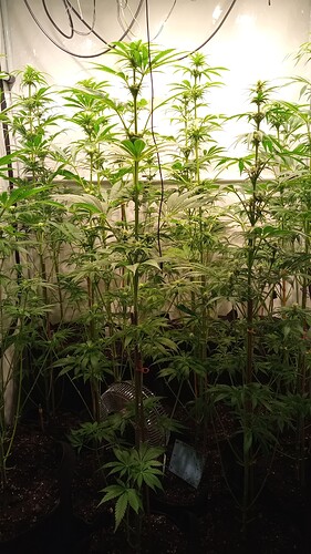 Growreport Bild 8