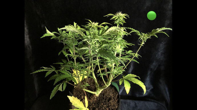 Growreport Bild 15