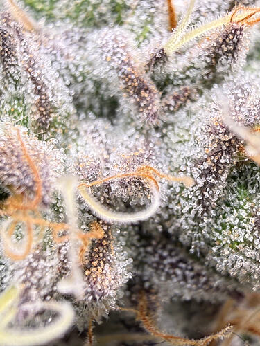 Growreport Bild 25