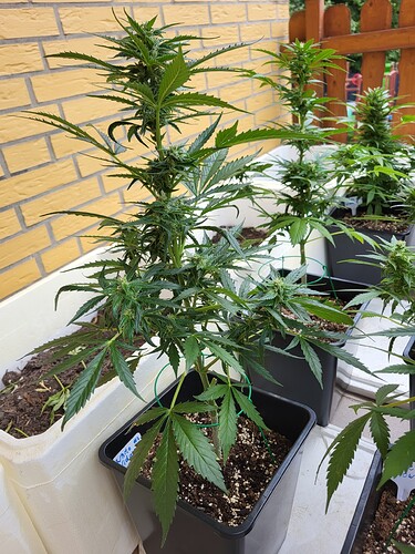 Growreport Bild 3