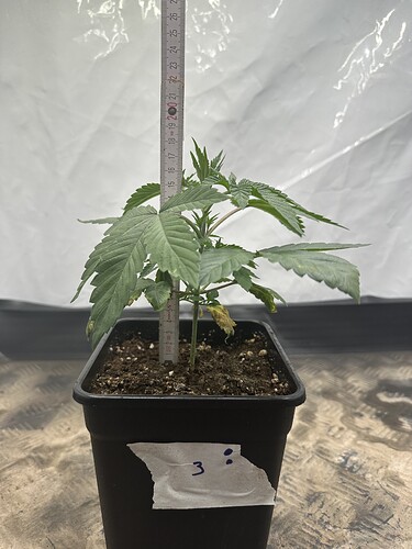Growreport Bild 9