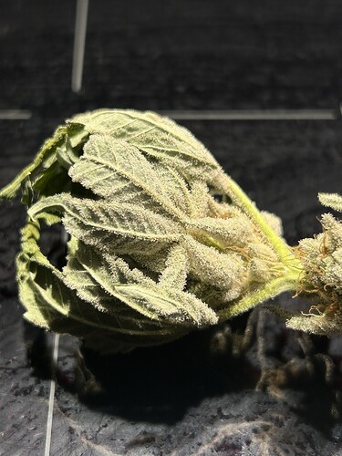 Growreport Bild 16